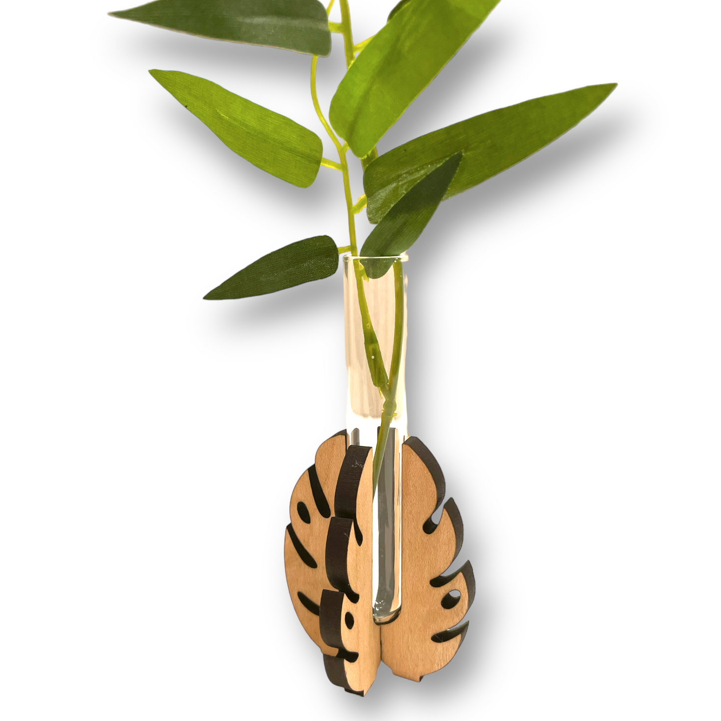 Monstera Leaf Propagation Stand